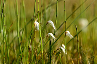 Cotton deergrass; Trichophorum alpinum