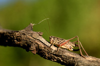 Duinsabelsprinkhaan; Common Grey Bush-cricket; Platycleis albopu