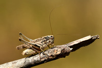 Duinsabelsprinkhaan; Common Grey Bush-cricket; Platycleis albopu