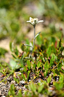 Edelweiss - Edelweiss - Leontodpodium alpinum