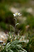 Edelweiss; Edelweiss; Leontodpodium alpinum