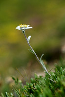Edelweiss; Edelweiss; Leontodpodium alpinum