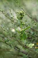 Esdoornganzenvoet; Maple-leaved Goosefoot; Chanopodiastrum hybri