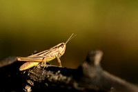 Franse prairiesprinkhaan; Common Straw Grasshopper; Euchorthippu