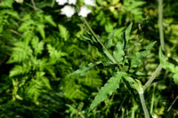 Gewone berenklauw; Hogweed; heracleum sphondylium