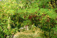 Gouden Regen; Common Laburnum; Laburnum anagyroides