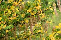 Gouden Regen; Common Laburnum; Laburnum anagyroides