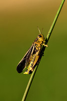 Grote Bandsprinkhaan; Large  banded Grasshopper; Arcyptera fusca