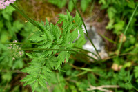 Grote bevernel; Greater burnet-saxifrage; Pimpinella major