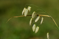 Groot trilgras; Greater Quaking-grass; Briza maxima; Grande Amou