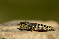 Noordelijke bergsprinkhaan - High Mountain Grasshopper - Melanoplus frigidus