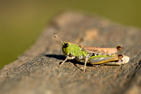 Krasser; Meadow Grasshopper; Chorthippus parallelus