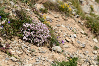 Krupend Gipskruid; Alpine Gypsophila; Gypsophila repens