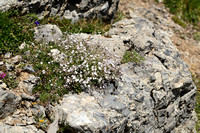 Krupend Gipskruid; Alpine Gypsophila; Gypsophila repens
