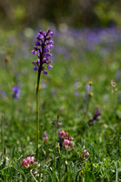 Harlekijn - Green-winged orchid - Anacampis morio