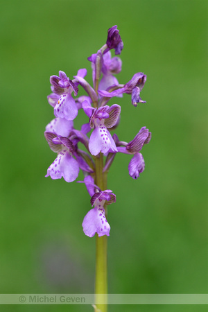 Harlekijn; Green-winged orchid; Anacamptis morio