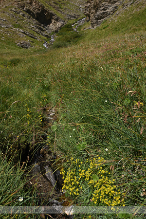 Moerassteenbreek; Yellow Saxifrage; Saxifraga aizoides