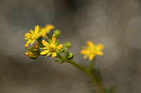 Moerassteenbreek; Yellow Saxifrage; Saxifraga aizoides