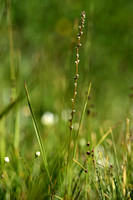 Moeraszoutgras; Marsh Arrowgrass; Triglochin palustris