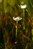 Parnassia; Grass of Parnassus; Parnassia palustris