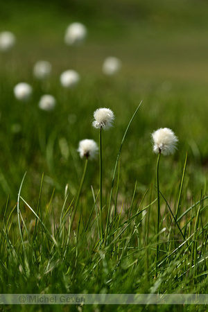 Scheuchers Wollegras; White cottongrass; Eriophorum scheuchzeri