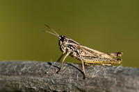 Snortikker; Lesser field grasshopper; Chorthippus mollis