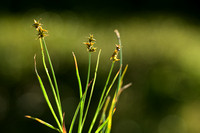 Sterzegge;Star Sedge; Carex echinata