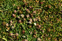 Trifolium thalii