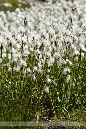 Veenpluis; Common Cottongrass; Eriophorum angustifolium