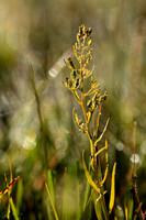 Weidebergvlas; Meadow bastard toadflax; Thesium pyrenaicum