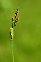 Zwarte zegge; Common sedge; Carex nigra