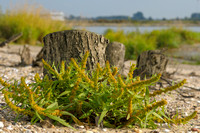 Moeraszuring; Rumex palustris; Marsh Dock