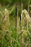 Stijve zegge; Tufted Sedge; Carex elata;