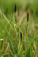 Stijve zegge; Tufted Sedge; Carex elata;