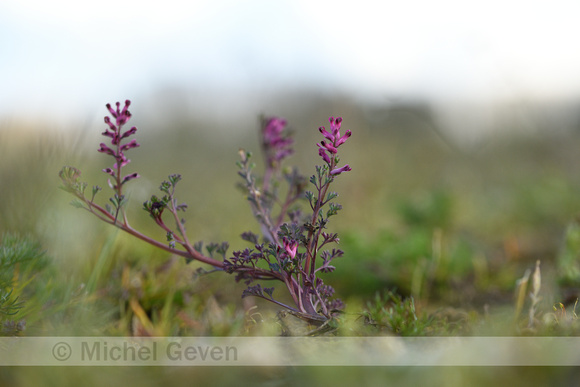 Gewone Duivenkervel; Common Fumitory; Fumaria officinalis;
