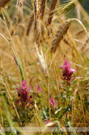 Wilde Weit; Field Cow-wheat; Melampyrum arvense