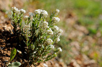 Lepidium hirtum; Mediterranean Pepperweed; Passerage hérissée
