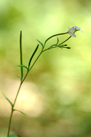Bergbasterdwederik - Broad-leaved Willowherb - Epilobium montanum