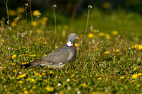 Houtduif; Wood pigeon; Columba palumbus