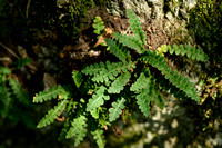 Schubvaren; Rustyback Fern; Asplenium ceterach subsp. bivalens