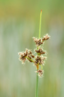 Mattenbies - Common Club-rush - Shoenoplectus lacustris