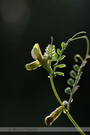 Basterdwikke; Hairy Yellow-vetch; Vicia hybrida