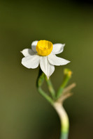 Bunch-flowered Daffodil; Narcissus tazetta