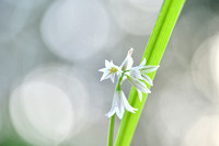 Driekantige look; Three-cornered Leek; Allium triquetrum