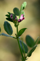 Franse wikke - Narbonne Vetch - Vicia narbonensis
