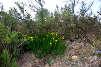 Gele lis; Yellow Flag; Iris pseudacorus
