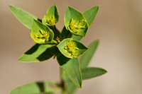 Geraldton Carnation Weed; Euphorbia terracina