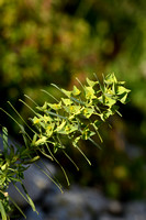 Geraldton Carnation Weed; Euphorbia terracina