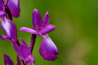 Ijle moerasorchis; Loose-Flowered Orchid; Anacamptis laxiflora