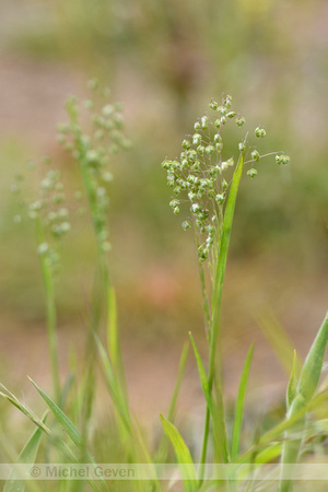 Klein trilgras; Lesser Quaking-grass; Briza minor